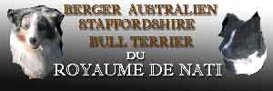Berger Australien du Royaume de Nati