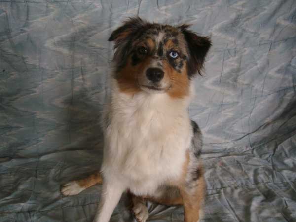 Danka