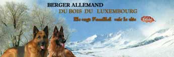 Berger Allemand Elevage Familial du Bois du Luxembourg